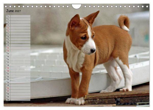 Produktbild: Basenji the African Barkless Dog (Wall Calendar 2027 DIN A4 landscape), CALVENDO 12 Month Wall Calendar