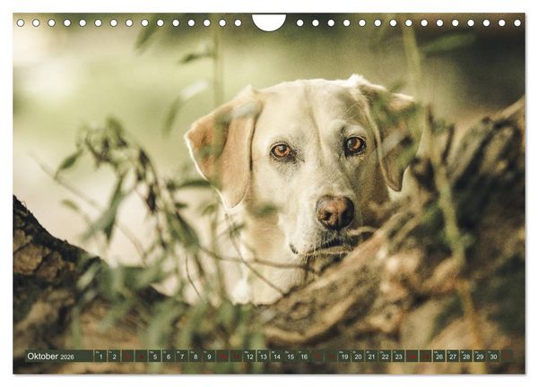 Produktbild: Labrador Trio - 3 Farben, 3 Freunde (Wandkalender 2026 DIN A4 quer), CALVENDO Monatskalender