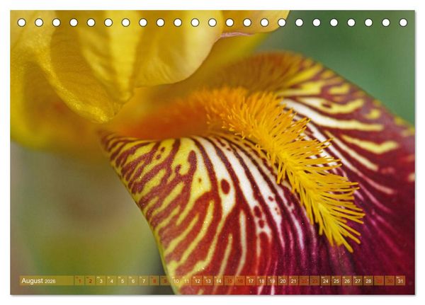 Produktbild: Iris - mond&auml;ne Gartensch&ouml;nheit (Tischkalender 2026 DIN A5 quer), CALVENDO Monatskalender