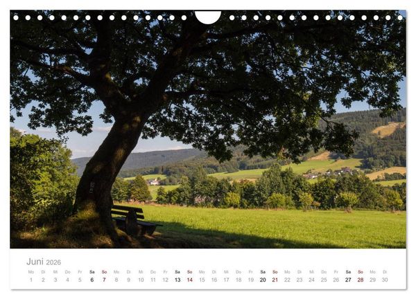 Produktbild: Wundersch&ouml;ne B&auml;ume im Sauerland (Wandkalender 2026 DIN A4 quer), CALVENDO Monatskalender