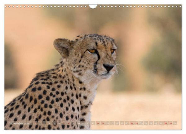 Produktbild: Geparden - Die Sch&ouml;nheiten Afrikas (Wandkalender 2026 DIN A3 quer), CALVENDO Monatskalender