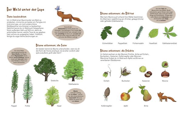 Produktbild: Matti und das Leben im Wald - Ein Marder zeigt dir sein Zuhause