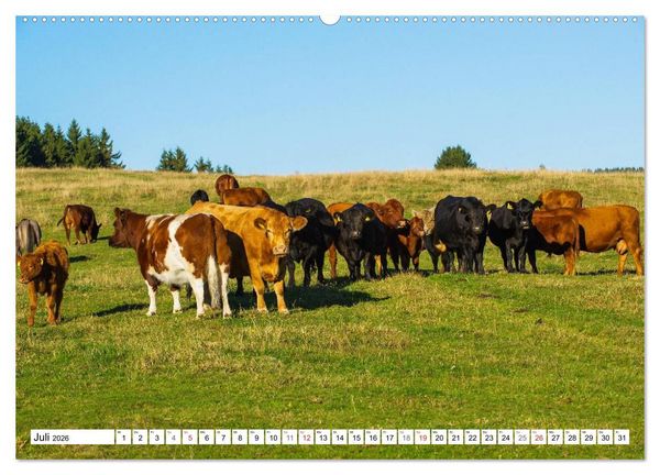 Produktbild: Ein Herz f&uuml;r Rinder (hochwertiger Premium Wandkalender 2026 DIN A2 quer), Kunstdruck in Hochglanz