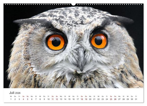 Produktbild: GREIFVOGEL- UND EULENPORTR&Auml;TS (Wandkalender 2026 DIN A2 quer), CALVENDO Monatskalender