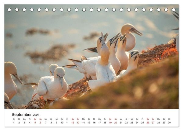 Produktbild: HELGOLAND: Nordseeinsel, sch&ouml;ner Ferienort (Tischkalender 2026 DIN A5 quer), CALVENDO Monatskalender