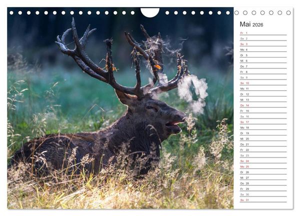 Produktbild: Emotionale Momente: Hirschbrunft. Part II. (Wandkalender 2026 DIN A4 quer), CALVENDO Monatskalender