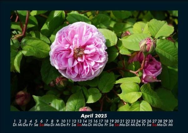 Produktbild: Blumenzauber 2025 Fotokalender DIN A5