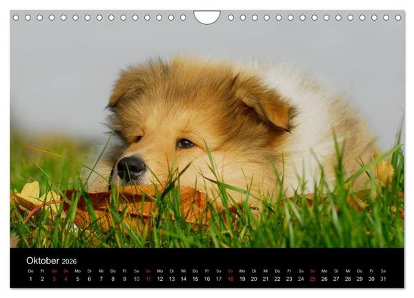 Produktbild: Faszination Collie 2026 (Wandkalender 2026 DIN A4 quer), CALVENDO Monatskalender