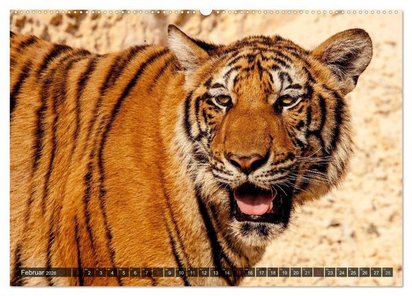 Produktbild: Raubkatzen. Wild, sch&ouml;n und kraftvoll (Wandkalender 2026 DIN A2 quer), CALVENDO Monatskalender