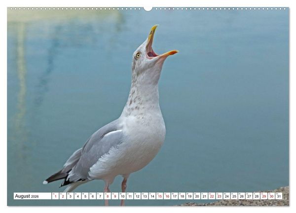 Produktbild: Faszinierende Ansichten von Cornwall (hochwertiger Premium Wandkalender 2026 DIN A2 quer), Kunstdruck in Hochglanz