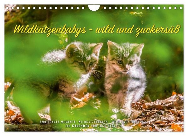 Produktbild: Wildkatzenbabys - wild und zuckers&uuml;&szlig;. (Wandkalender 2026 DIN A4 quer), CALVENDO Monatskalender