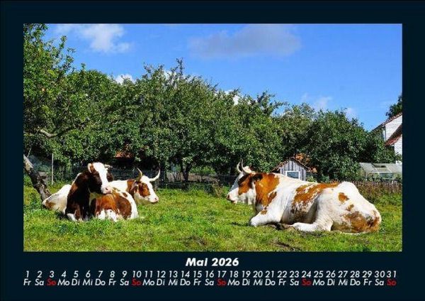 Produktbild: Kuhkalender 2026 Fotokalender DIN A5