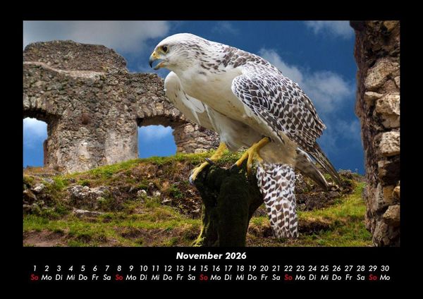 Produktbild: Welt der V&ouml;gel 2026 Fotokalender DIN A3