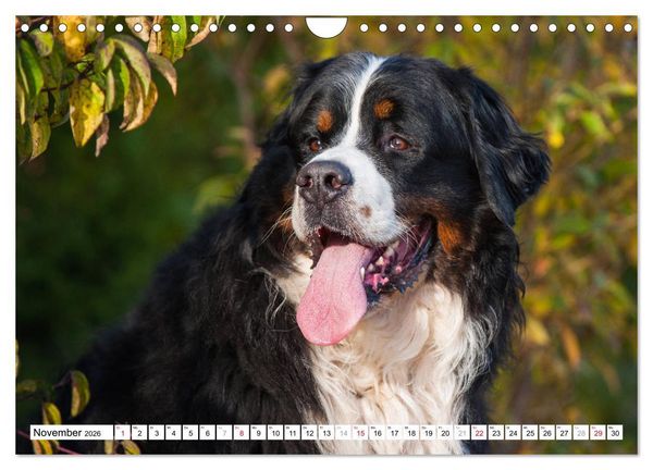 Produktbild: Ein Herz auf 4 Pfoten - Berner Sennenhund (Wandkalender 2026 DIN A4 quer), CALVENDO Monatskalender