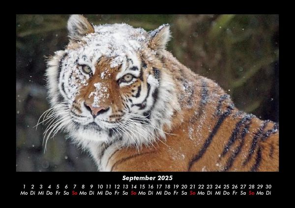 Produktbild: Tiger 2025 Fotokalender DIN A3