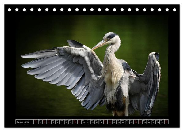 Produktbild: The heron parade (Desk Calendar 2026 DIN A5 landscape), CALVENDO 12 Month DeskCalendar