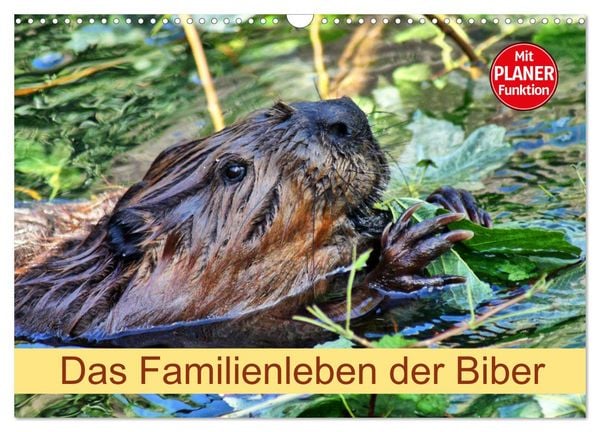 Produktbild: Das Familienleben der Biber (Wandkalender 2026 DIN A3 quer), CALVENDO Monatskalender
