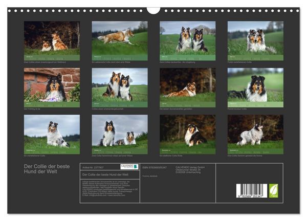 Produktbild: Der Collie der beste Hund der Welt (Wandkalender 2027 DIN A3 quer), CALVENDO Monatskalender