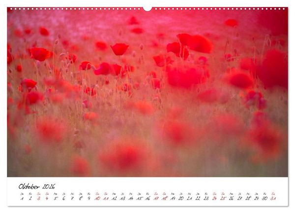 Produktbild: Mohnwiesen (Wandkalender 2026 DIN A2 quer), CALVENDO Monatskalender