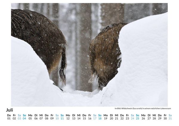 Produktbild: Tiere im Schnee