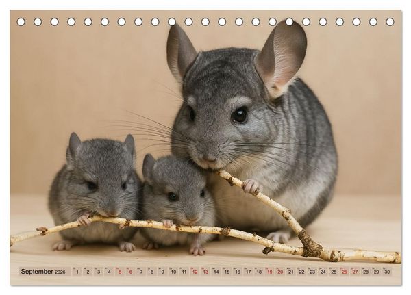Produktbild: Chinchillas - Meister der Niedlichkeit (Tischkalender 2026 DIN A5 quer), CALVENDO Monatskalender
