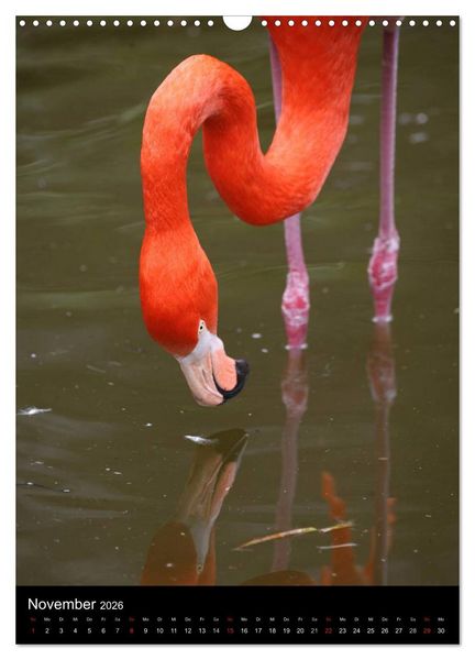 Produktbild: Flamingos - Eleganz in Rot und Rosa (Wandkalender 2026 DIN A3 hoch), CALVENDO Monatskalender