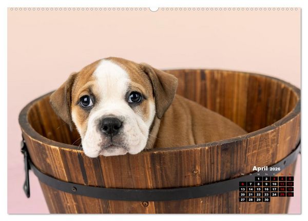 Produktbild: Old English Bulldog Welpen (hochwertiger Premium Wandkalender 2026 DIN A2 quer), Kunstdruck in Hochglanz