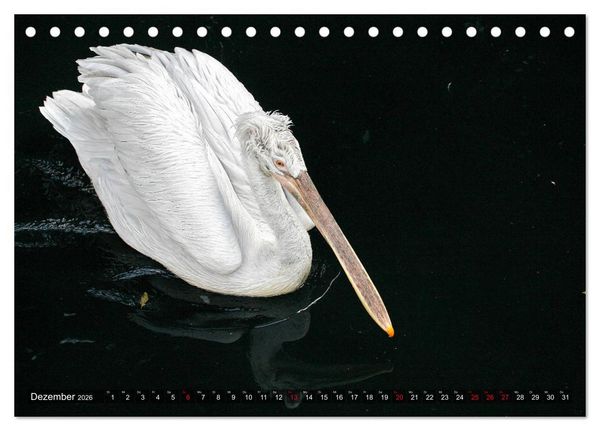 Produktbild: Tierisch gut: Wasserv&ouml;gel (Tischkalender 2026 DIN A5 quer), CALVENDO Monatskalender