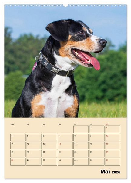 Produktbild: Jahresplaner Entlebucher Sennenhund (Wandkalender 2026 DIN A2 hoch), CALVENDO Monatskalender