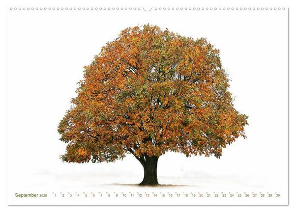 Produktbild: B&Auml;UME - wie gemalt (hochwertiger Premium Wandkalender 2026 DIN A2 quer), Kunstdruck in Hochglanz