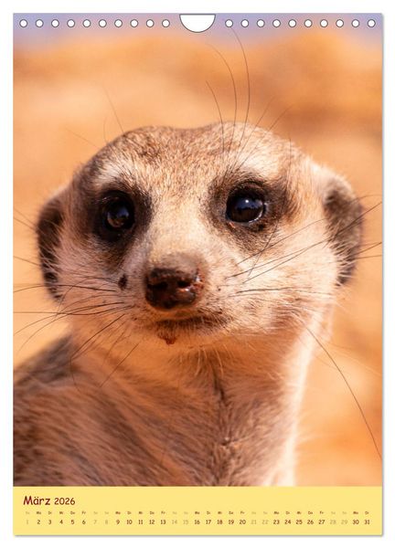 Produktbild: Erdm&auml;nnchen - Eine Kolonie in der Kalahari (Wandkalender 2026 DIN A4 hoch), CALVENDO Monatskalender