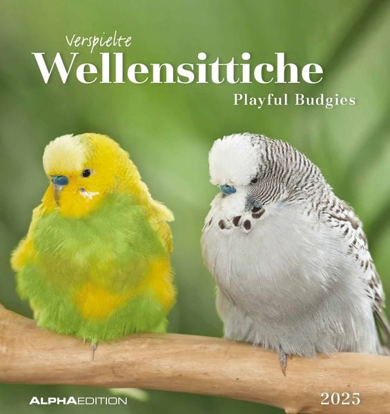 Wellensittiche 2025 - Postkartenkalender 16x17 cm - Budgies - zum Aufstellen oder Aufhängen - Monatskalendarium - Gadget