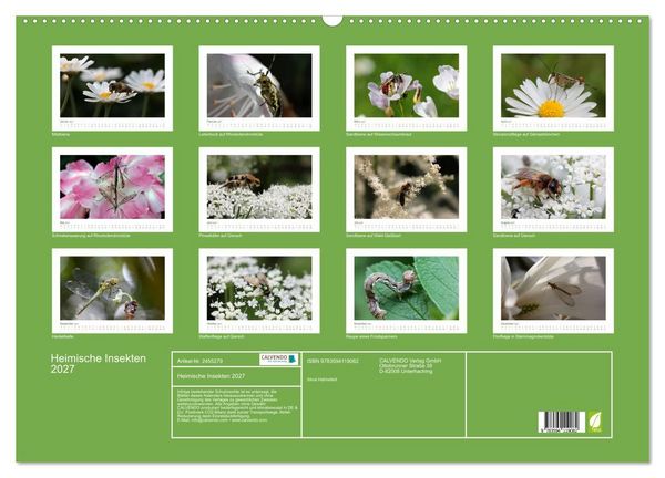 Produktbild: Heimische Insekten 2027 (Wandkalender 2027 DIN A2 quer), CALVENDO Monatskalender