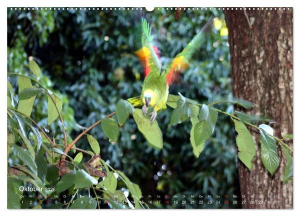 Produktbild: Blaustirnamazonen - Papageien in Paraguay (hochwertiger Premium Wandkalender 2026 DIN A2 quer), Kunstdruck in Hochglanz
