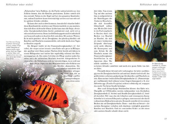 Produktbild: Zwergkaiserfische im Meerwasseraquarium