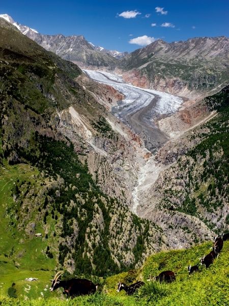 Produktbild: CALVENDO Puzzle Fieschergletscher (Wallis - Schweiz) | 1000 Teile Lege-Gr&ouml;&szlig;e 64x48cm Foto-Puzzle f&uuml;r gl&uuml;ckliche Stunden