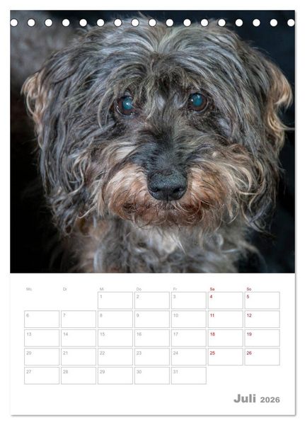 Produktbild: Dackelportraits (Tischkalender 2026 DIN A5 hoch), CALVENDO Monatskalender