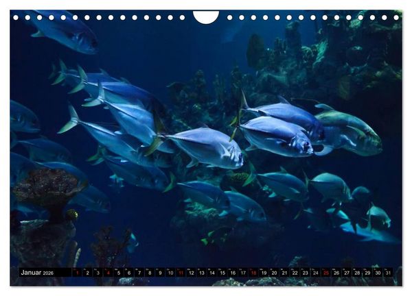 Produktbild: Fische und Meerestiere (Wandkalender 2026 DIN A4 quer), CALVENDO Monatskalender