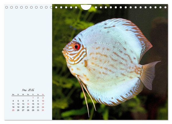Produktbild: Diskusfische. Die bezaubernden Lieblinge vieler Aquarianer (Wandkalender 2026 DIN A4 quer), CALVENDO Monatskalender