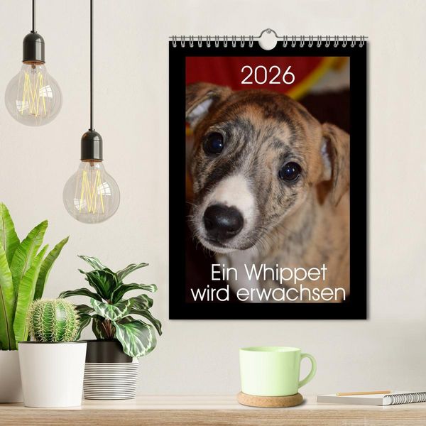 Produktbild: Ein Whippet wird erwachsen (Wandkalender 2026 DIN A4 hoch), CALVENDO Monatskalender