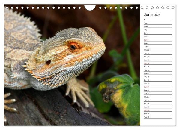 Produktbild: Close to Australian Bearded Dragons (Wall Calendar 2026 DIN A4 landscape), CALVENDO 12 Month Wall Calendar