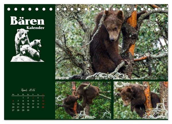 Produktbild: B&auml;renkalender (Tischkalender 2026 DIN A5 quer), CALVENDO Monatskalender