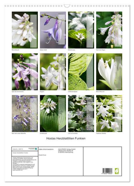 Produktbild: Hostas Herzblattlilien Funkien (Wandkalender 2026 DIN A2 hoch), CALVENDO Monatskalender