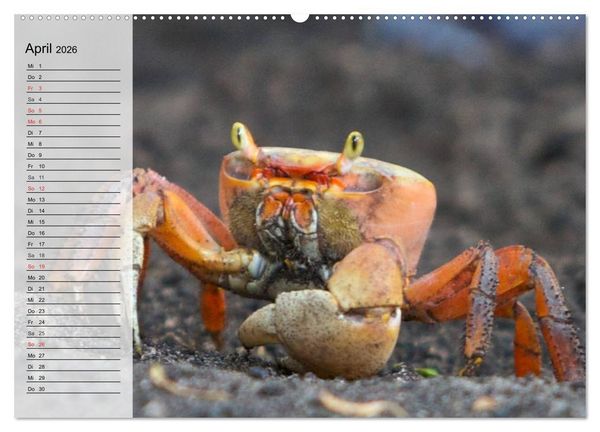Produktbild: Krabben. Witzige Monster (Wandkalender 2026 DIN A2 quer), CALVENDO Monatskalender