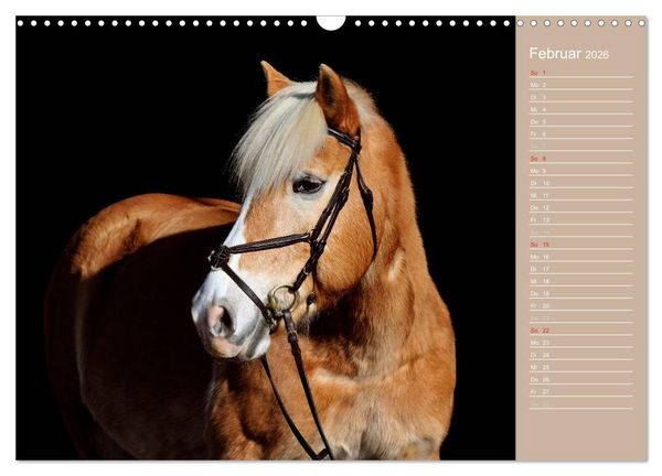 Produktbild: Haflinger / Geburtstagskalender (Wandkalender 2026 DIN A3 quer), CALVENDO Monatskalender