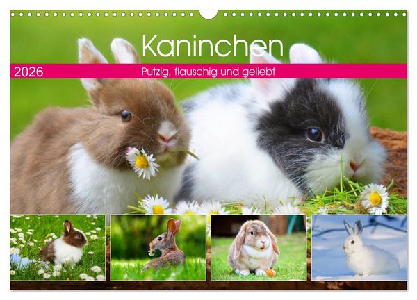 Produktbild: Kaninchen. Putzig, flauschig und geliebt (Wandkalender 2026 DIN A3 quer), CALVENDO Monatskalender