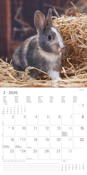 Produktbild: Kaninchen 2026 - Broschürenkalender 30x30 cm (30x60 geöffnet) - Kalender mit Platz für Notizen - Rabbits - Bildkalender - Wandplaner - Wandkalender