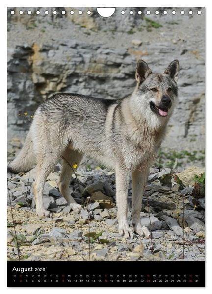 Produktbild: Faszination Wolfhund (Wandkalender 2026 DIN A4 hoch), CALVENDO Monatskalender