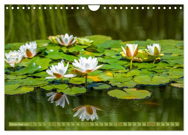 Produktbild: Zauberhafte Seerosen (Wandkalender 2027 DIN A4 quer), CALVENDO Monatskalender
