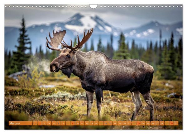 Produktbild: Elche und B&auml;ren in Alaska (Wandkalender 2027 DIN A3 quer), CALVENDO Monatskalender
